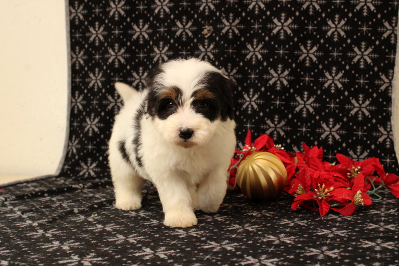 puppy, for, sale, Mini Bernadoodle F2, Matthew B. Stoltzfus, dog, breeder, Gap, PA, dog-breeder, puppy-for-sale, forsale, nearby, find, puppyfind, locator, puppylocator, aca
